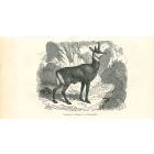 The Antelope