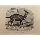 The Antelope