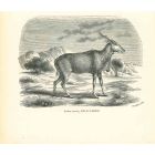 The Antelope