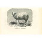 The Sheep