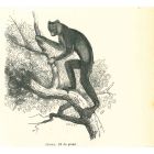 Indri