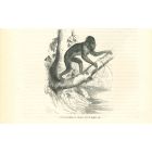 The Gorilla