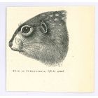 Spermophilus