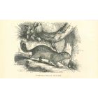 Spermophilus