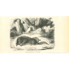 Star-Nosed Mole