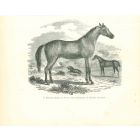 The Horse