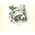 The Bear