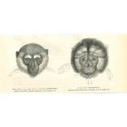 Monkeys