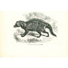 African Civet