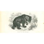 Alpine Bear