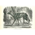 African Wild Dog