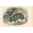 Black Rat