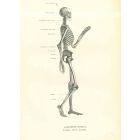 Human Anatomical Skeleton