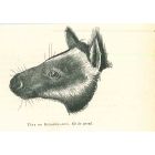 Tree-kangaroo
