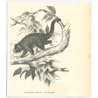 Prehensile-tailed Porcupine