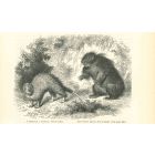 Brush-tailed Porcupine