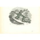 Kinkajou Potto