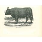 The Ox