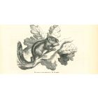 The Squirrel