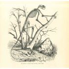 The Animal Skeleton