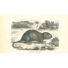 The Mouse