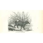 Tapir Pinchaque
