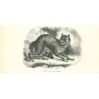 The Cat