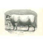 The Ox