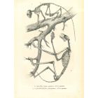 The Animal Skeleton 