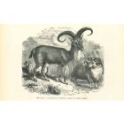 Mouflon