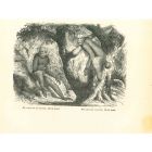 The Orangutan