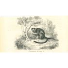 The Monkey