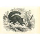 The Monkey