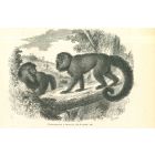 The Monkeys