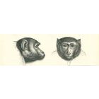 The Monkeys