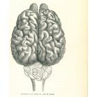 The Brain
