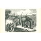 The Elephant Hunting