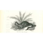 The Rabbit
