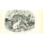 Renard Fennec