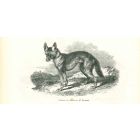 The Jackal