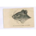 The Rat