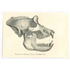 The Skull