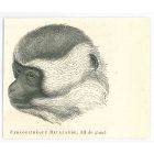 The Monkey