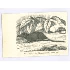 The Mouse of Madagascar