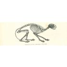 The Skeleton
