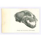 The Skull