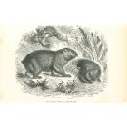 Phascolome Wombat