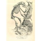 The Skeleton