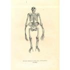 The Skeleton