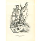 The Skeleton